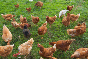 Poultry Farming