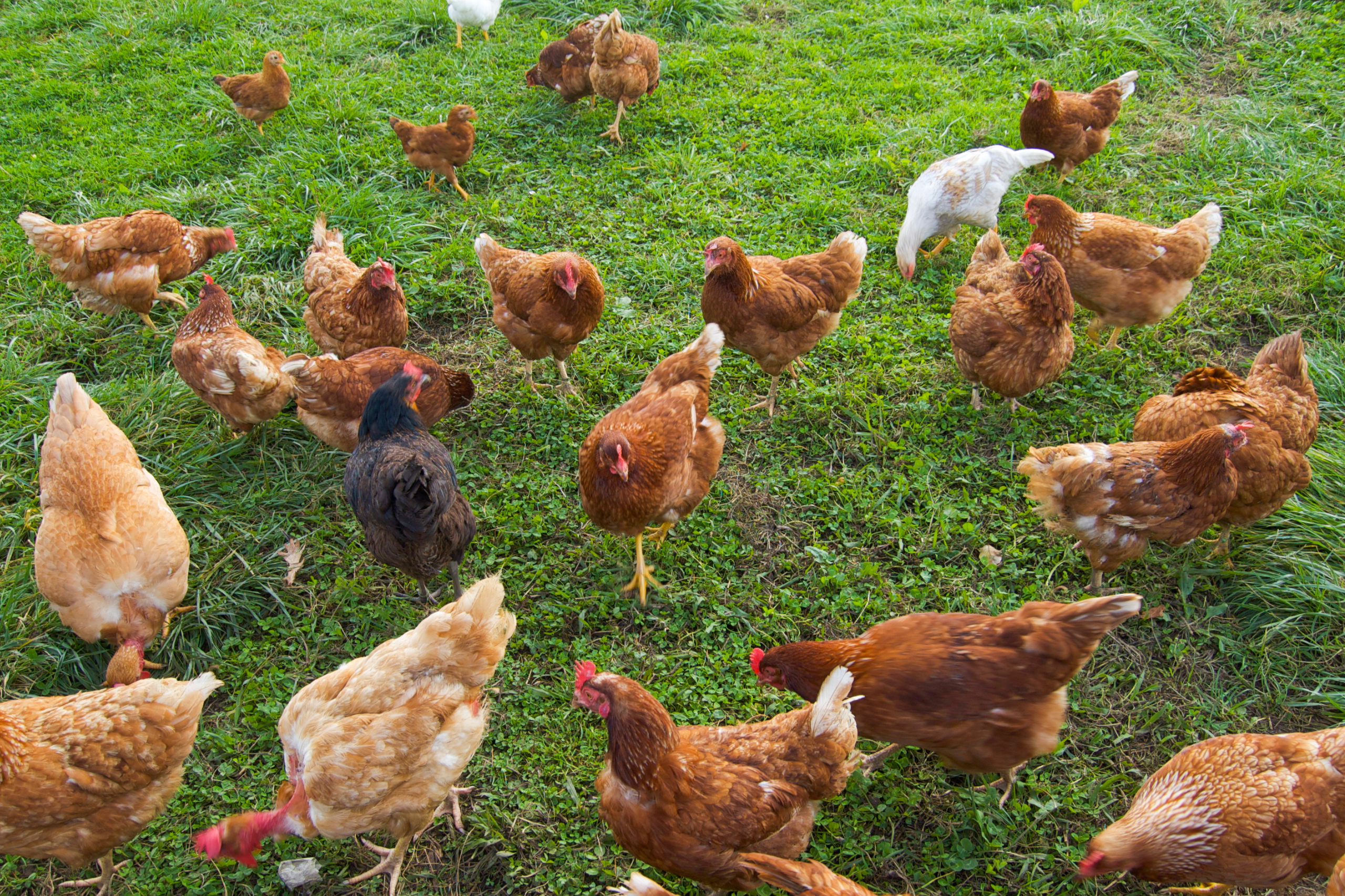 Poultry Farming